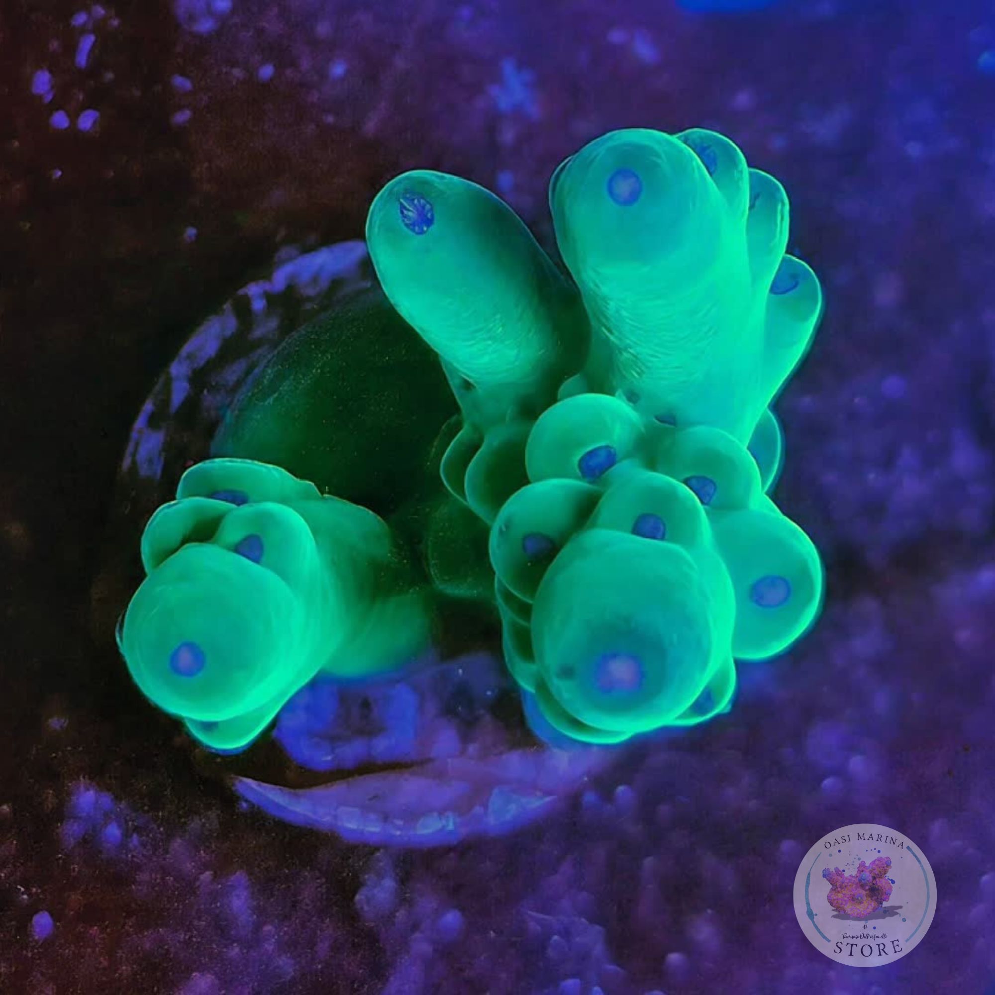 Acropora loripes purple polyps