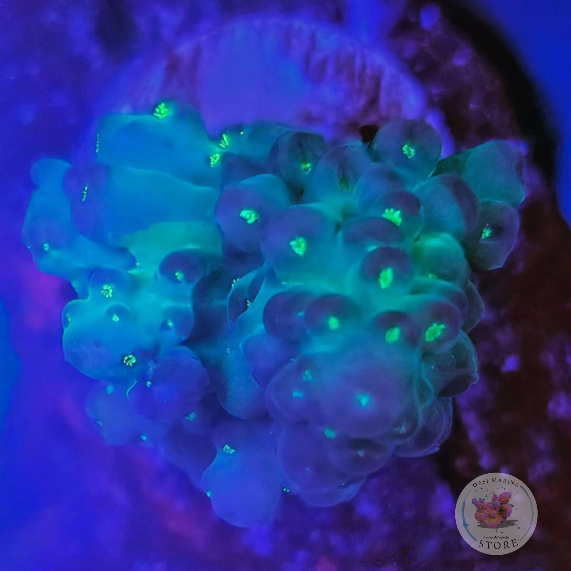 Acropora granulosa