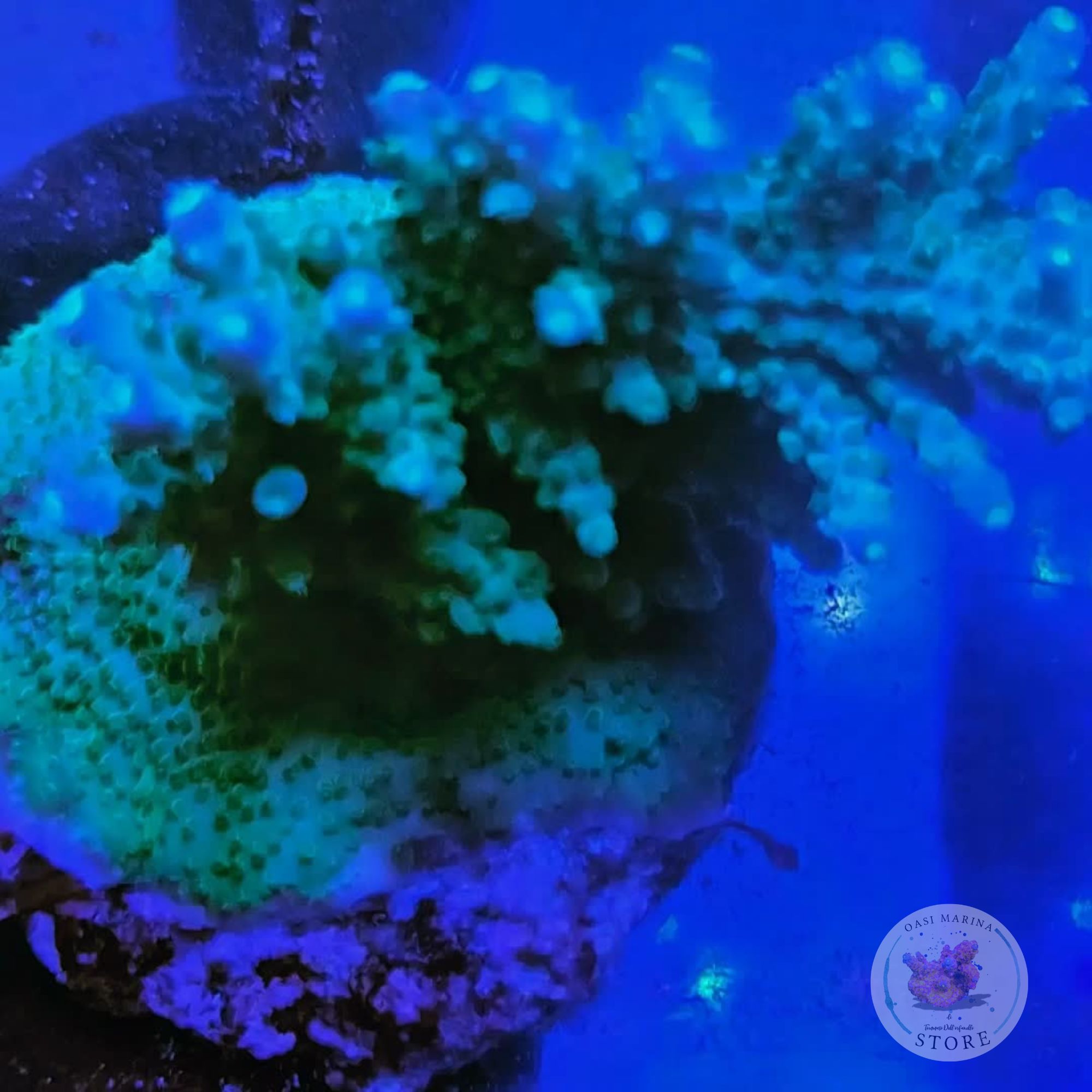 Anteprima Corallo