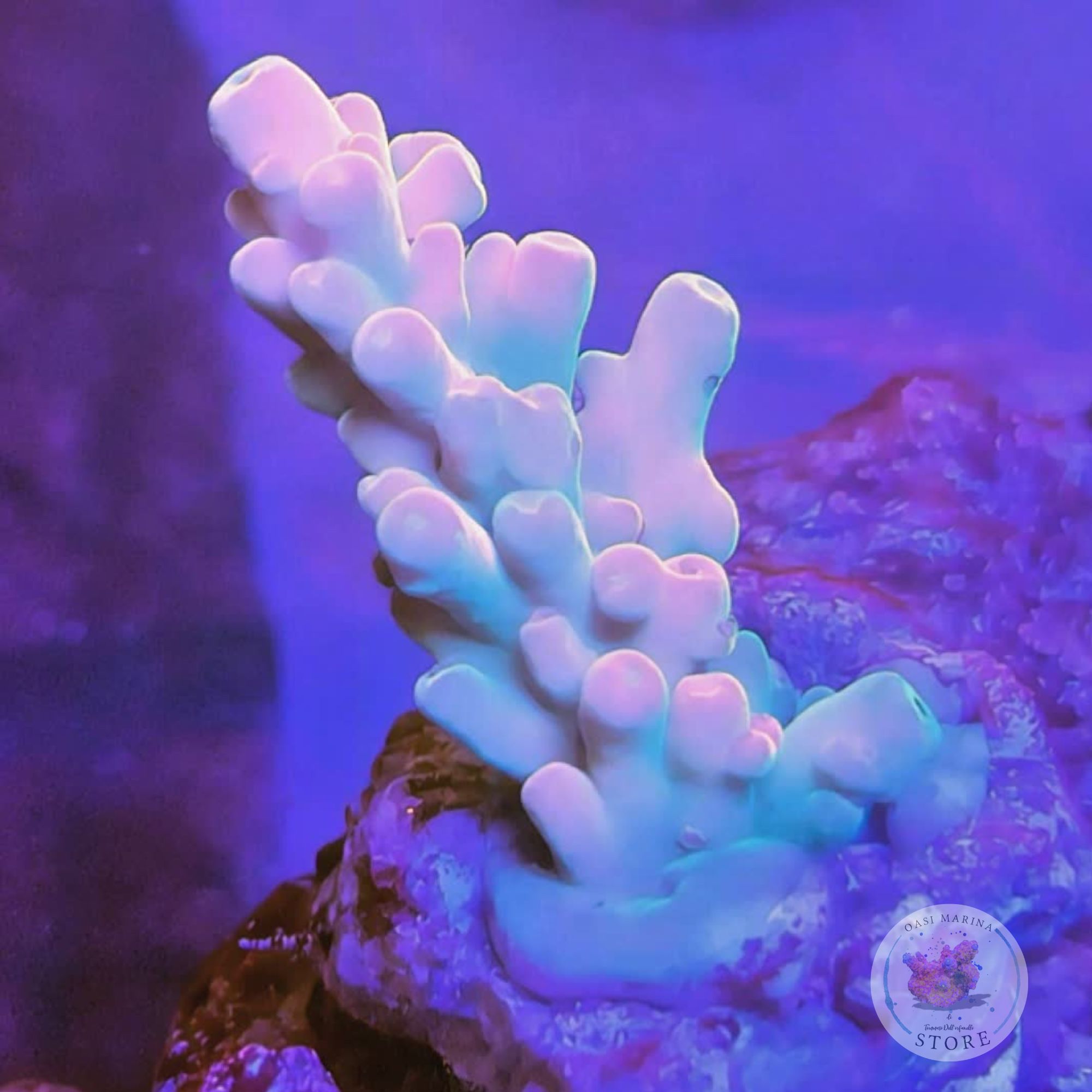 Acropora loripes